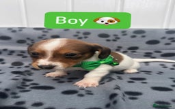 Jack Russell dogs for sale: Jack RussellxMini Dachshund ready to leave NOW 🏠 - Image 10