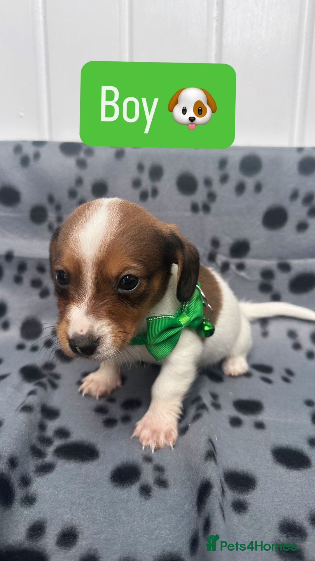 Jack Russell dogs for sale: Jack RussellxMini Dachshund ready to leave NOW 🏠 - Image 10
