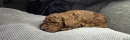 Cavapoo dogs for sale:  🩵Red cavapoos, ready to leave🩵 - Advert 31