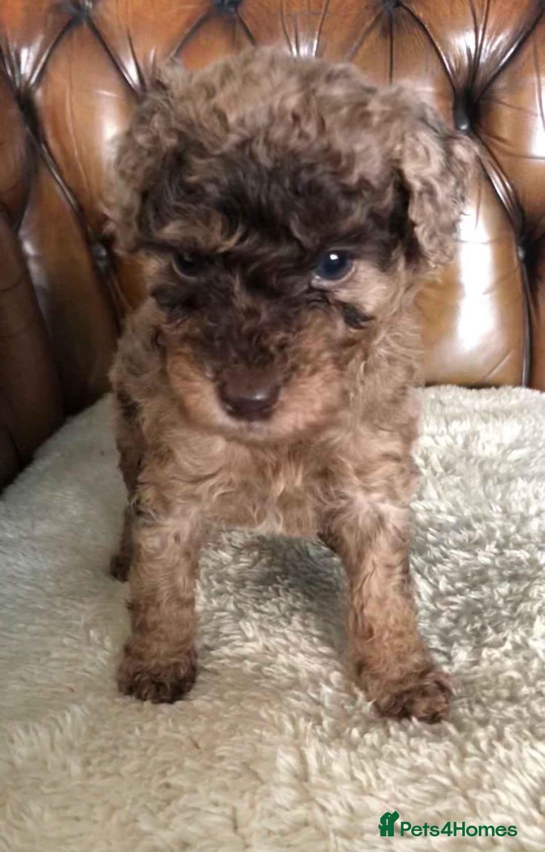 Labradoodle dogs for sale: Miniature Curly-Coated Teddybear Labradoodles  - Advert 7