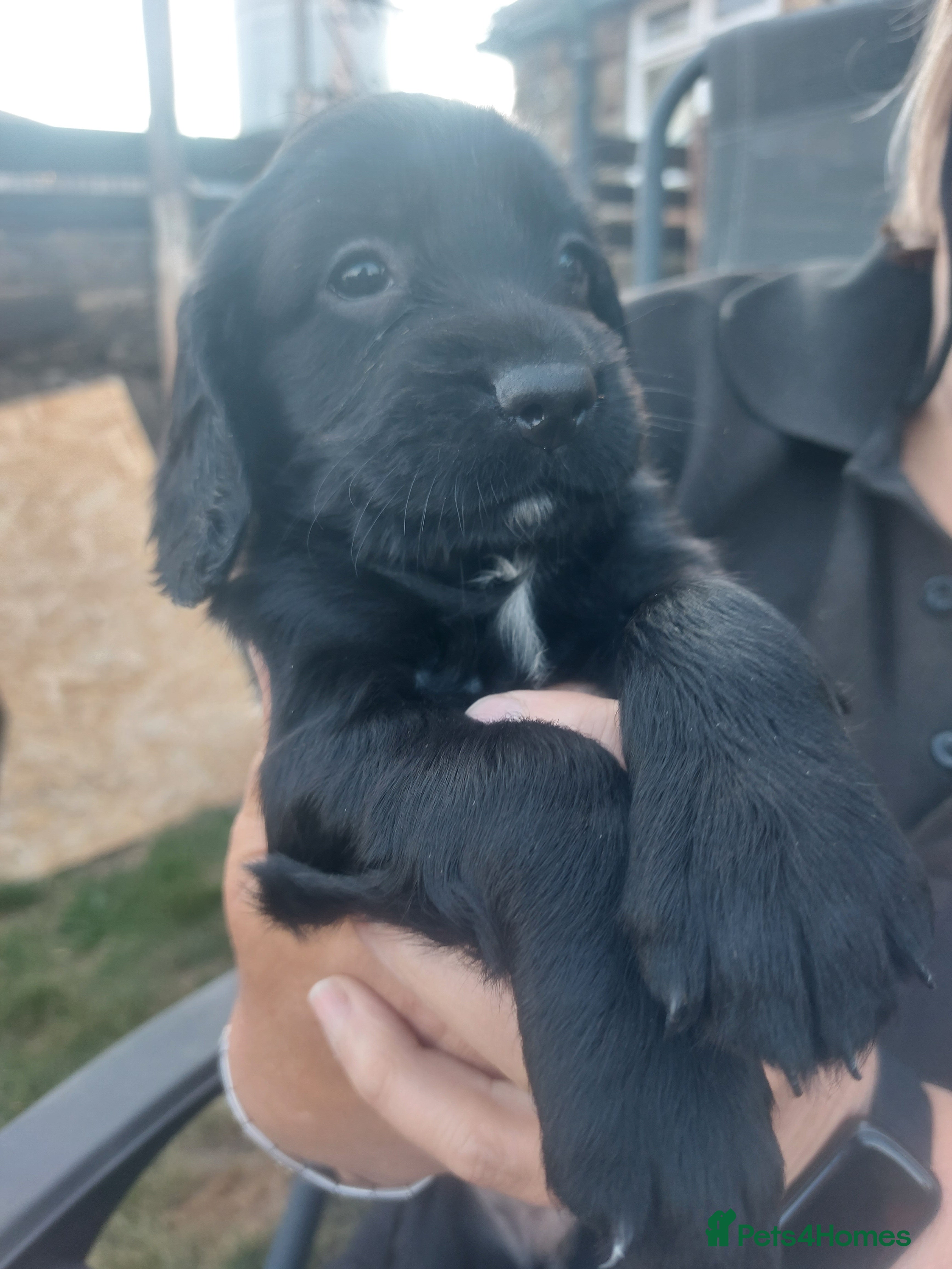 Sprocker dogs Working Sprocker pups for sale - Advert 2