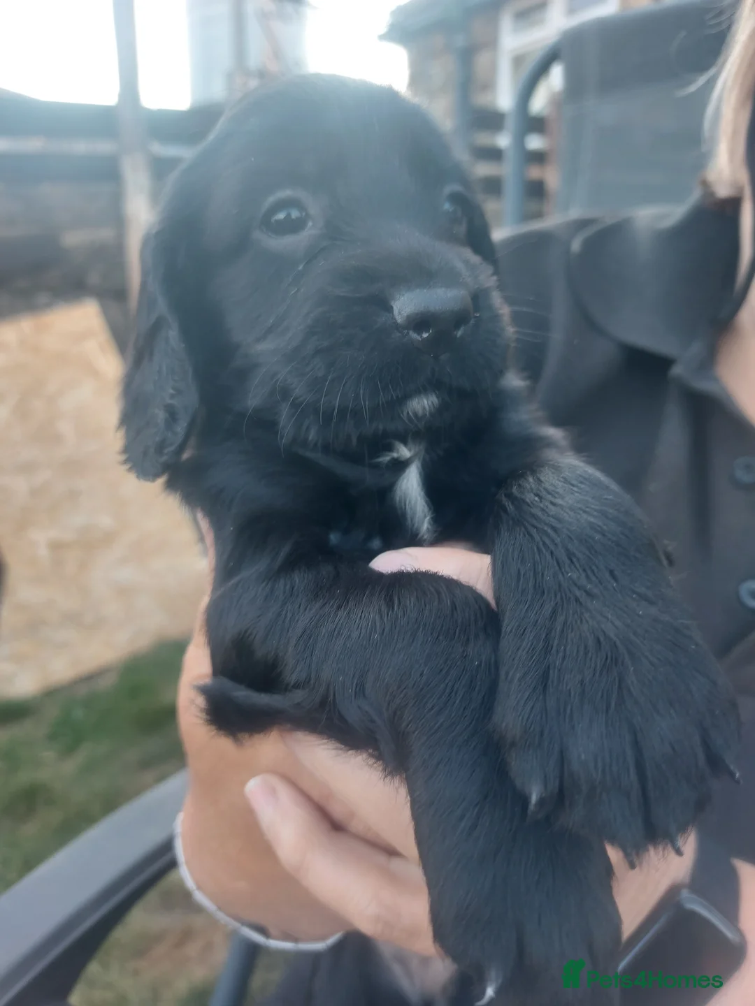 Sprocker dogs for sale: Working Sprocker pups for sale in Sheffield - Advert 2