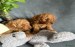 Cavapoo dogs for sale: F1B cavapoo puppies - Image 6