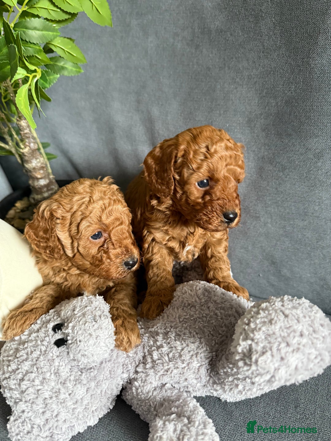 Cavapoo dogs for sale: F1B cavapoo puppies - Image 6