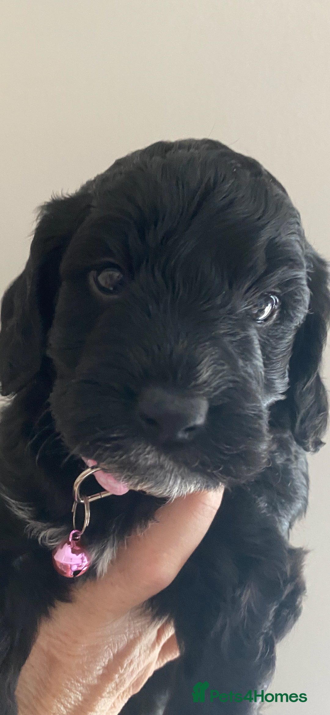 Cockapoo dogs for sale:  🐾 Adorable Cockapoo Puppies 🐾 - Image 1