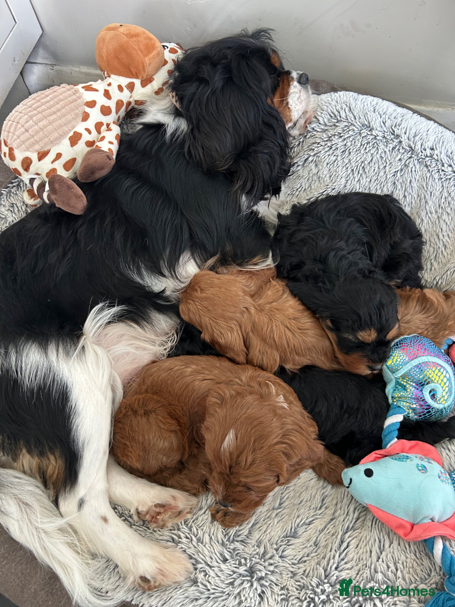 Cavapoo dogs Beautiful F1 Cavapoos - Advert 17
