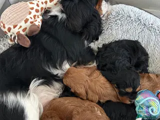 Cavapoo dogs Beautiful F1 Cavapoos - Advert 16