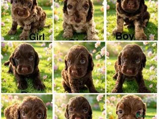 Cockapoo dogs DNA CLEAR, Stunning Cockapoos, Ready November - Advert 6