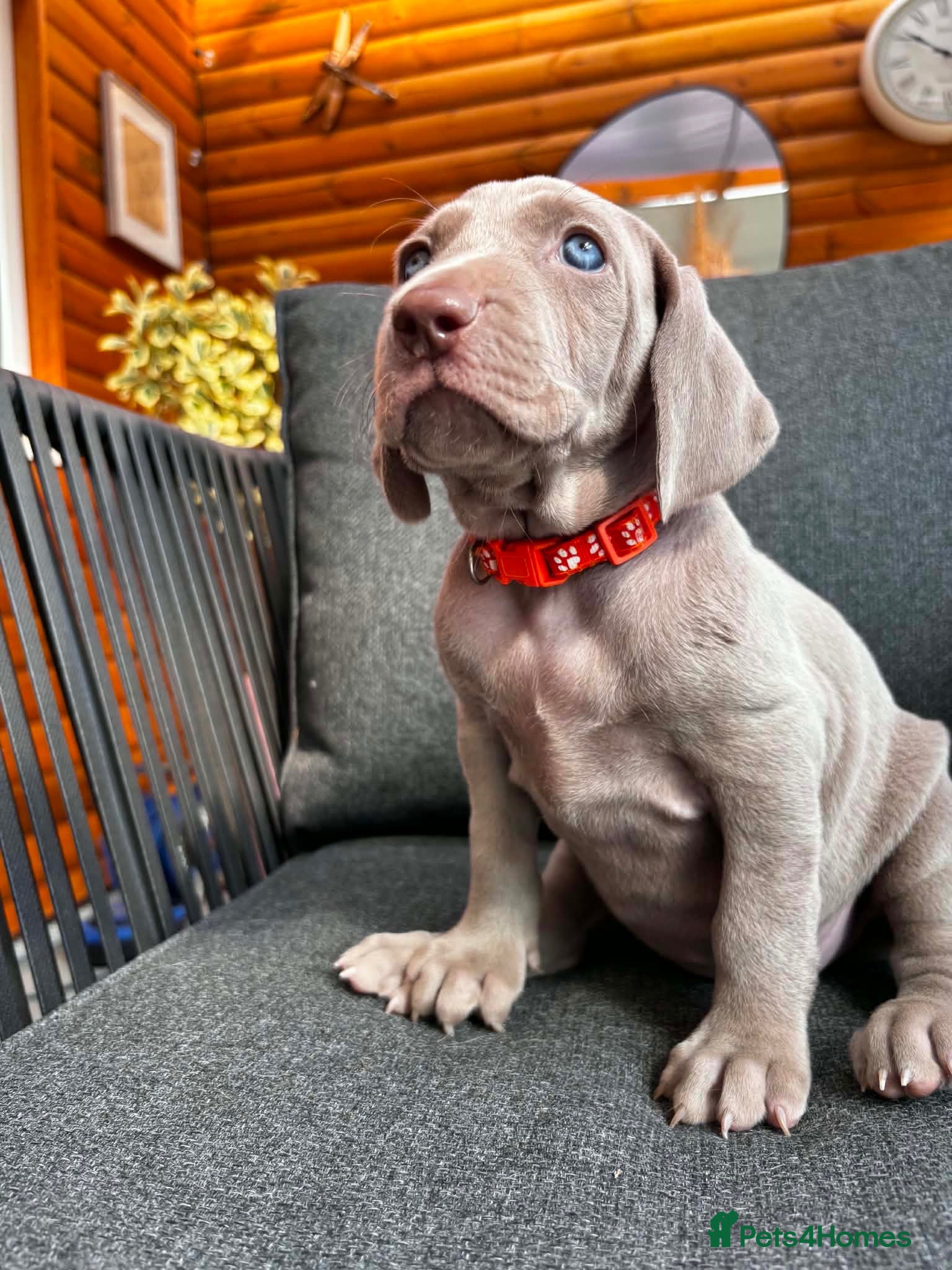 Weimaraner dogs 🩶Beautiful Silver KC Registered Weimaraner’s - Advert 2