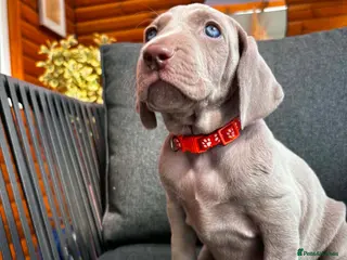 Weimaraner dogs 🩶Beautiful Silver KC Registered Weimaraner’s - Advert 2