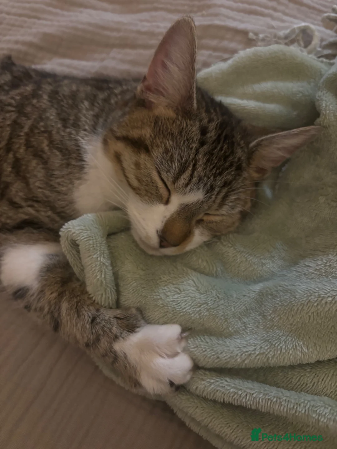 Mixed Breed cats for sale: 2 male kittens for sale  in Bexleyheath - Advert 8