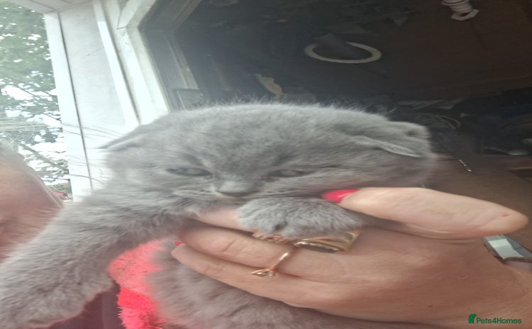 Scottish Fold cats - Advert 15