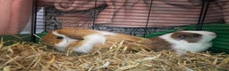 Guinea Pig rodents for sale: Two male guinea pigs  - Advert 7
