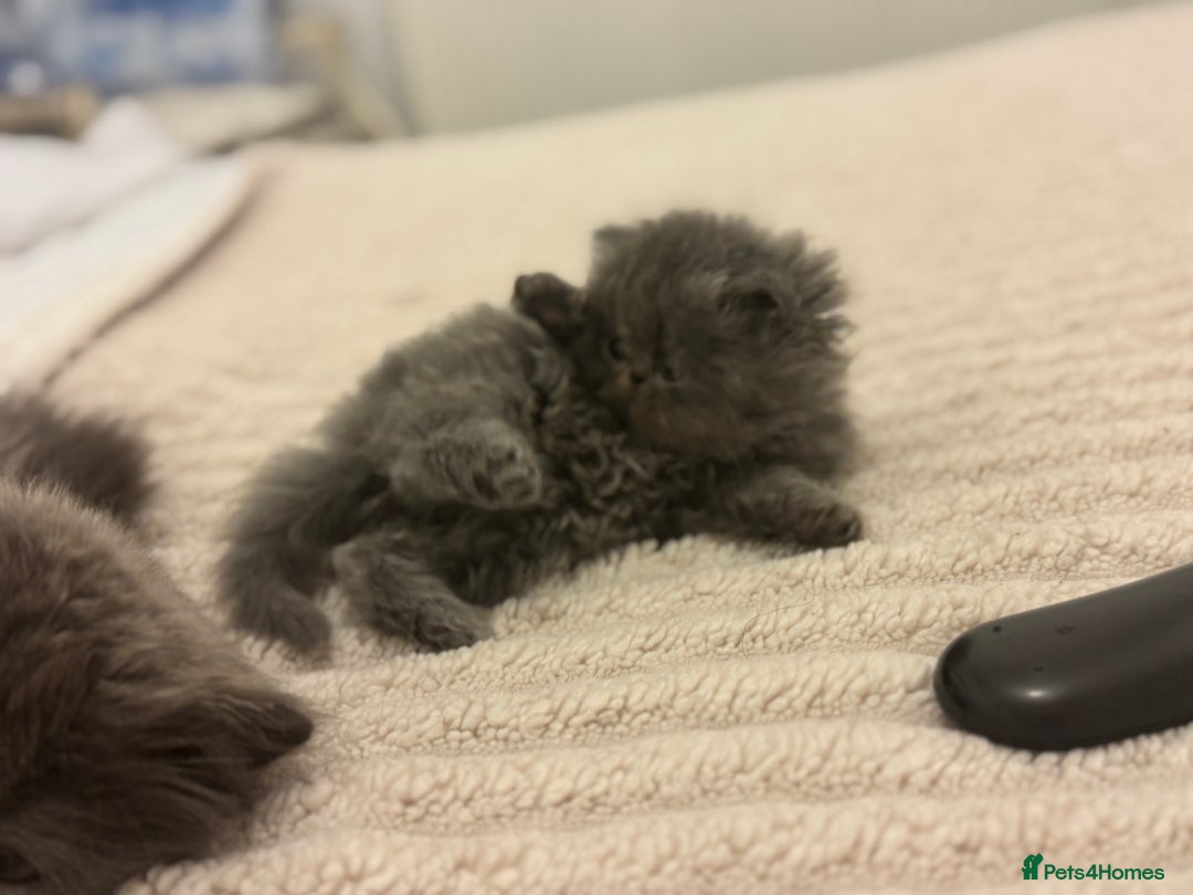 Persian cats for sale: GCCF SOLID BLUE PERSIAN PRINCESSES  - Image 7