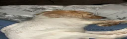 Cocker Spaniel dogs for sale: Cocker spaniel puppy for sale - needs rehoming  - Advert 3