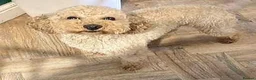 Cockapoo dogs for sale: 4 Stunning F1 Cockapoos 3 boys 1 girl - Advert 15