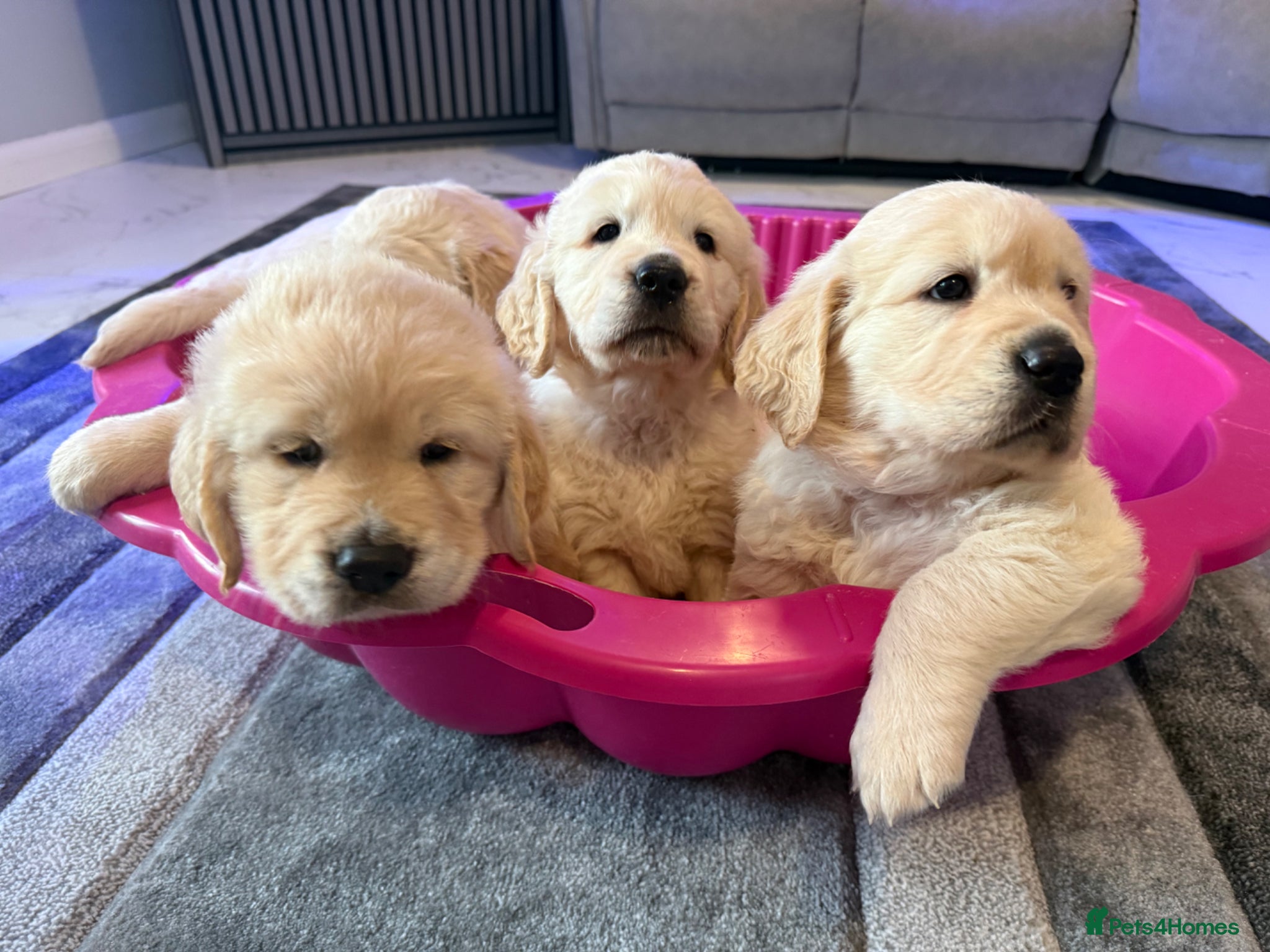 Golden Retriever dogs for sale: Beautiful chunky golden retriever puppies  in Chelmsford - Advert 7