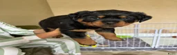 Rottweiler dogs for sale: Rottweiler pups  - Advert 2
