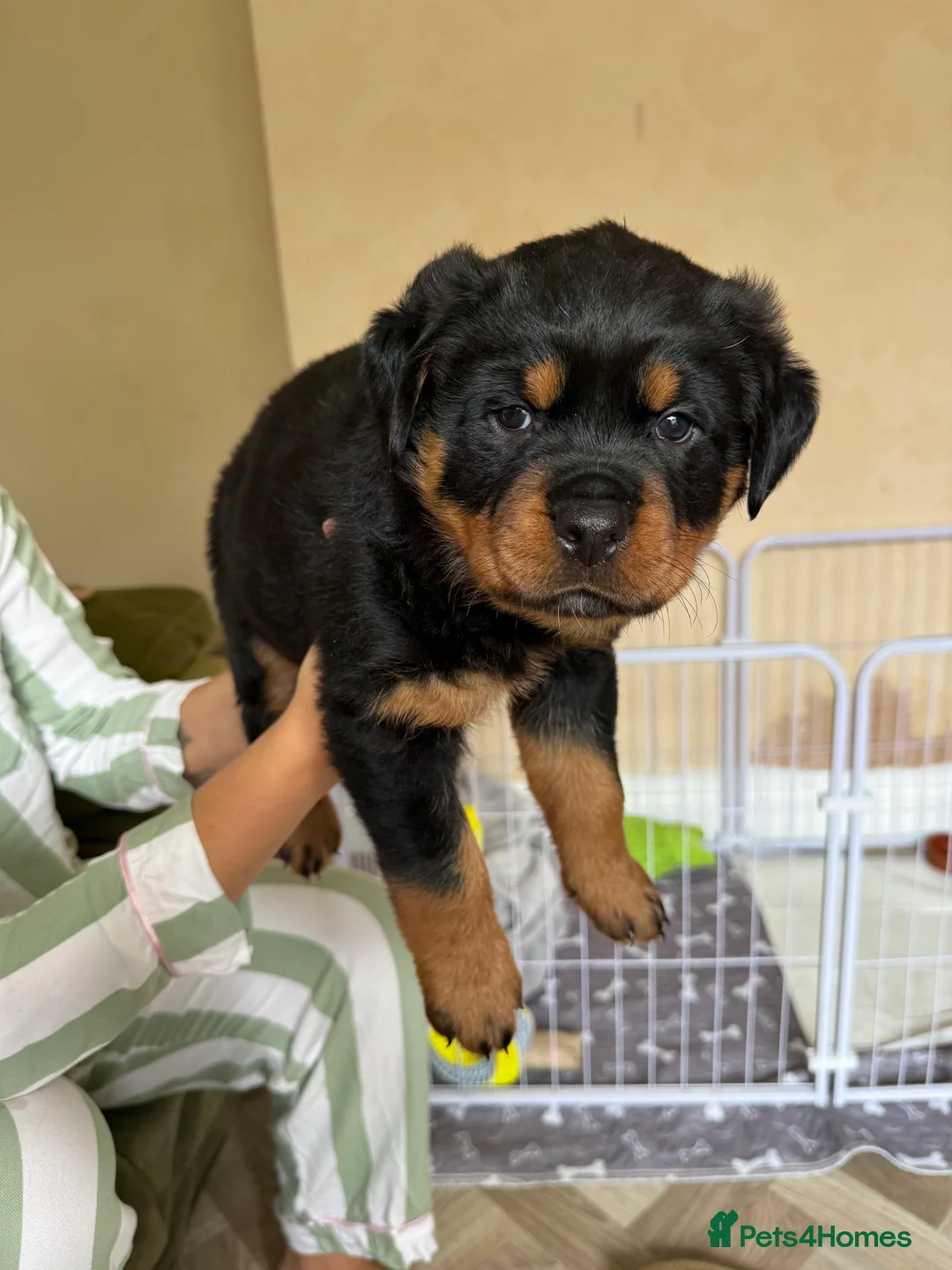 Rottweiler dogs for sale: Rottweiler pups  - Advert 2
