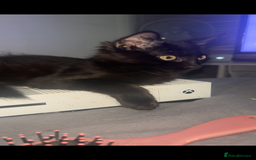 British Longhair cats for sale: 2 fluffy female kittens  - Image 7