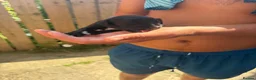 Cocker Spaniel dogs for sale: Cocker spaniel pups  - Advert 10