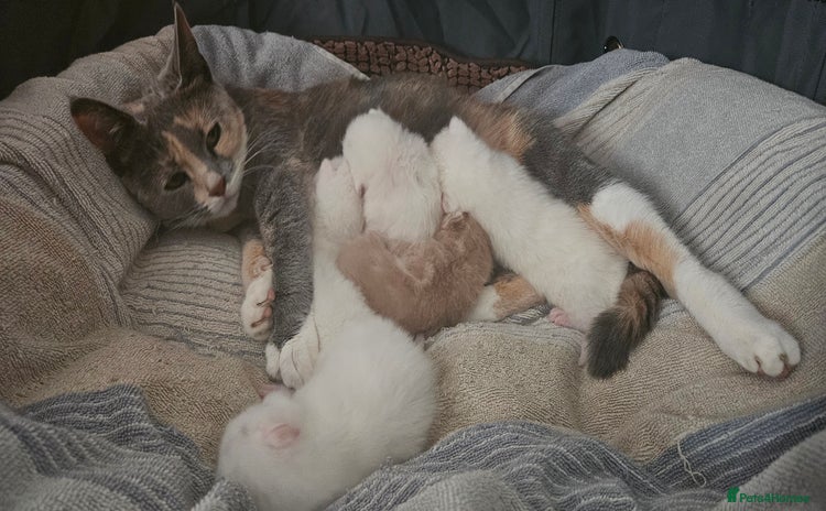 Mixed Breed cats - Advert 4
