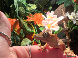 Gecko reptiles in Bristol - Advert 13