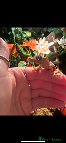 Gecko reptiles in Bristol - Advert 12
