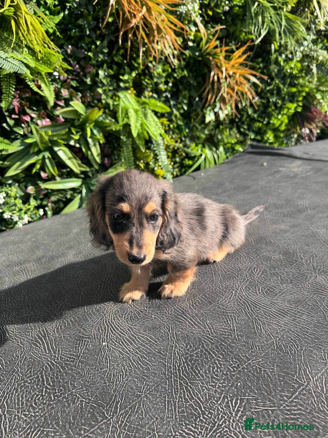 Miniature Dachshund dogs for stud: Proven KC Silver dapple long haired mini dachshund in Whitehaven - Advert 8