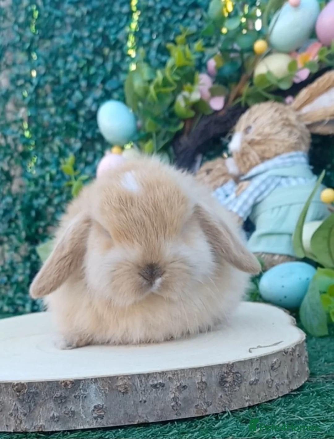 Mini Lop rabbits for sale: Mini Lop Babies Ready Now  in Darlington - Advert 2