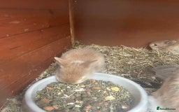 Netherland Dwarf rabbits for sale: Baby bunnies  - Image 4