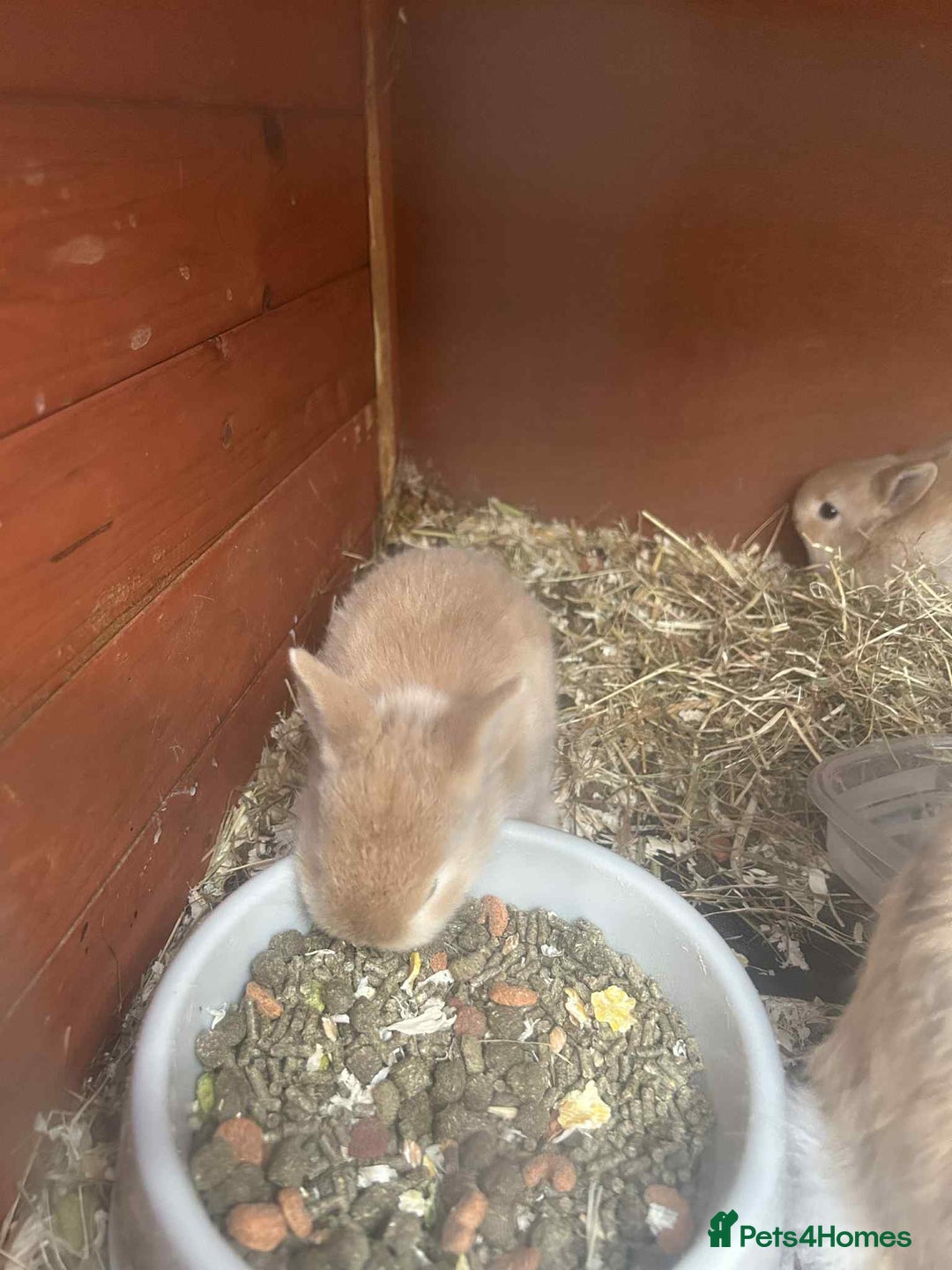 Netherland Dwarf rabbits for sale: Baby bunnies  - Image 4