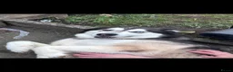 Siberian Husky dogs for sale: Siberian husky  in Ashton-under-Lyne - Advert 2