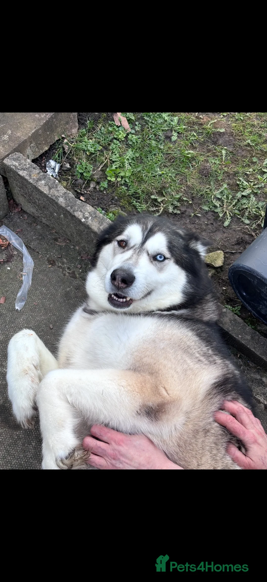 Siberian Husky dogs for sale: Siberian husky  in Ashton-under-Lyne - Advert 2