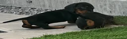 Miniature Dachshund dogs for sale: Mini dachshund boy in Coventry - Advert 12