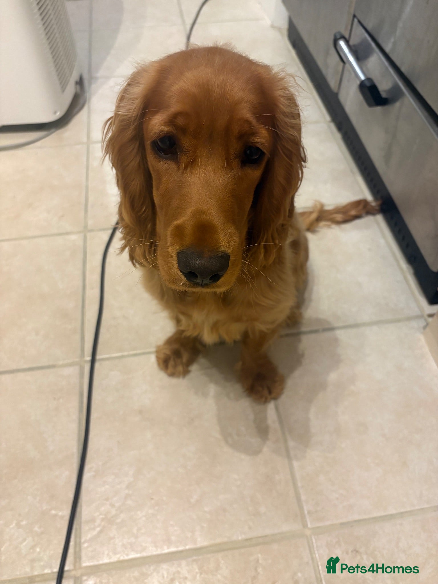 Cocker Spaniel dogs Beautiful 6 month old show cocker spaniel  - Advert 4