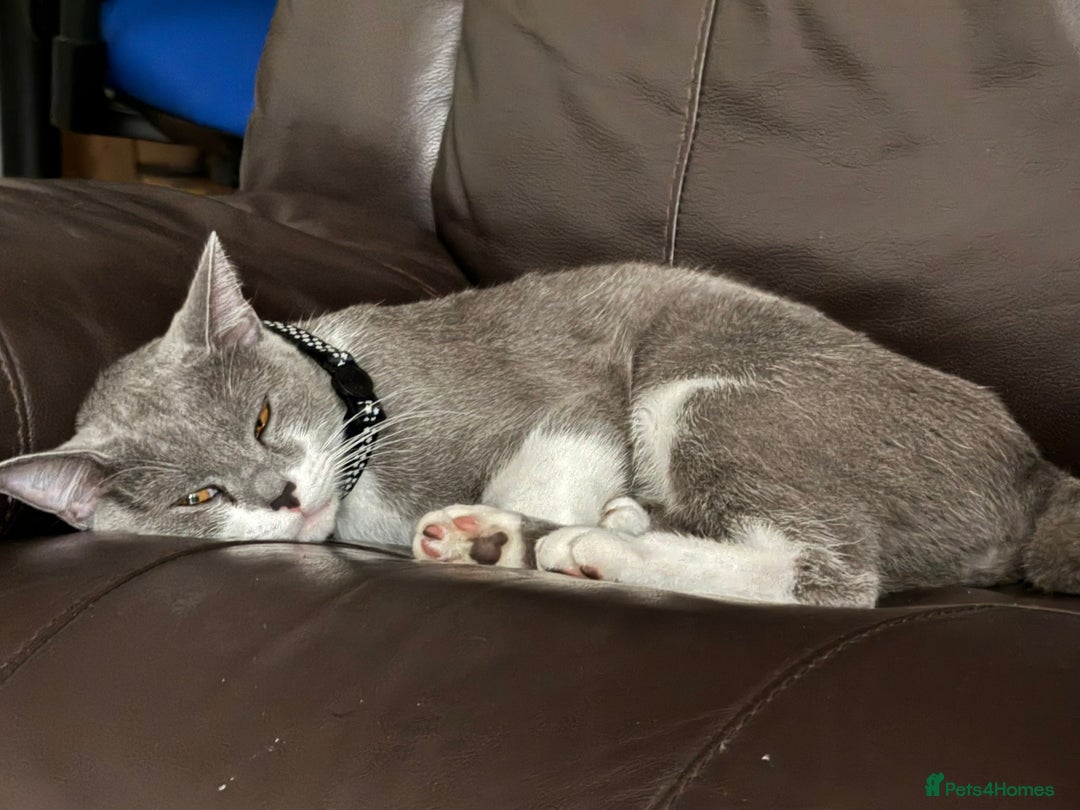 British Shorthair cats for sale: British short hair Russian blue  - Image 1