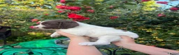 English Springer Spaniel dogs for sale: KC Reg Springer Spaniel Puppies - Horsham in Horsham - Advert 6