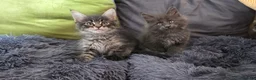 Maine Coon cats for sale: Maine coon kitten  - Advert 9
