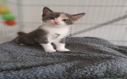 Mixed Breed cats for sale: Beautifully marked kittens  - Image 1