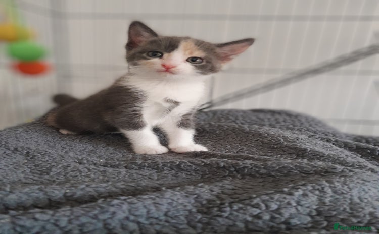 Mixed Breed cats - Advert 3