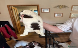 English Springer Spaniel dogs for sale: KC registered English Springer Spaniels  - Image 15