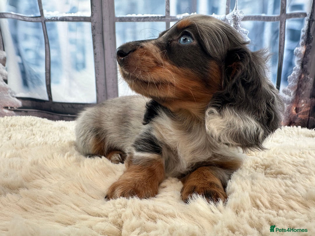 Miniature Dachshund dogs for sale: 👑 MINI LONG HAIRED DACHSHUNDS 👑 - Advert 1