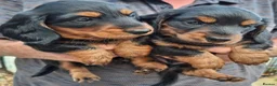 Miniature Dachshund dogs for sale: Miniature dachshund black and tan kc registered  - Advert 4