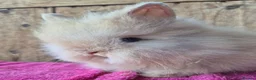 Lionhead rabbits for sale: Pure bred lion head boys.  - Advert 7