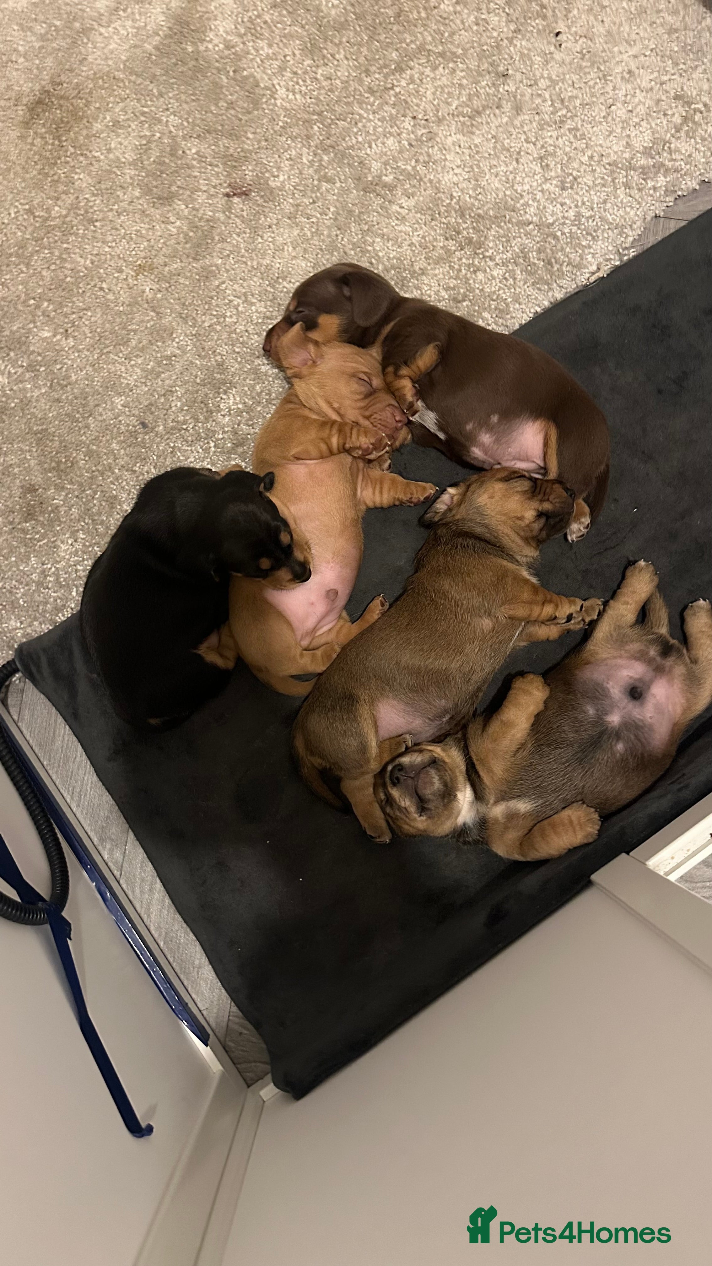 Miniature Dachshund dogs 5 beautiful miniature Daschund puppies  - Advert 4