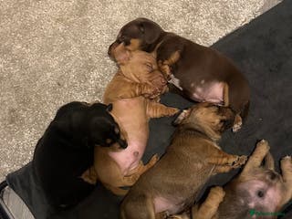 Miniature Dachshund dogs 5 beautiful miniature Daschund puppies - Advert 4