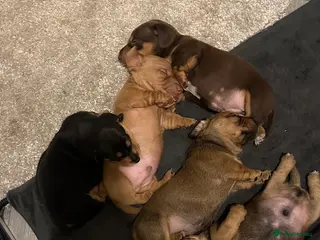 Miniature Dachshund dogs 5 beautiful miniature Daschund puppies - Advert 10