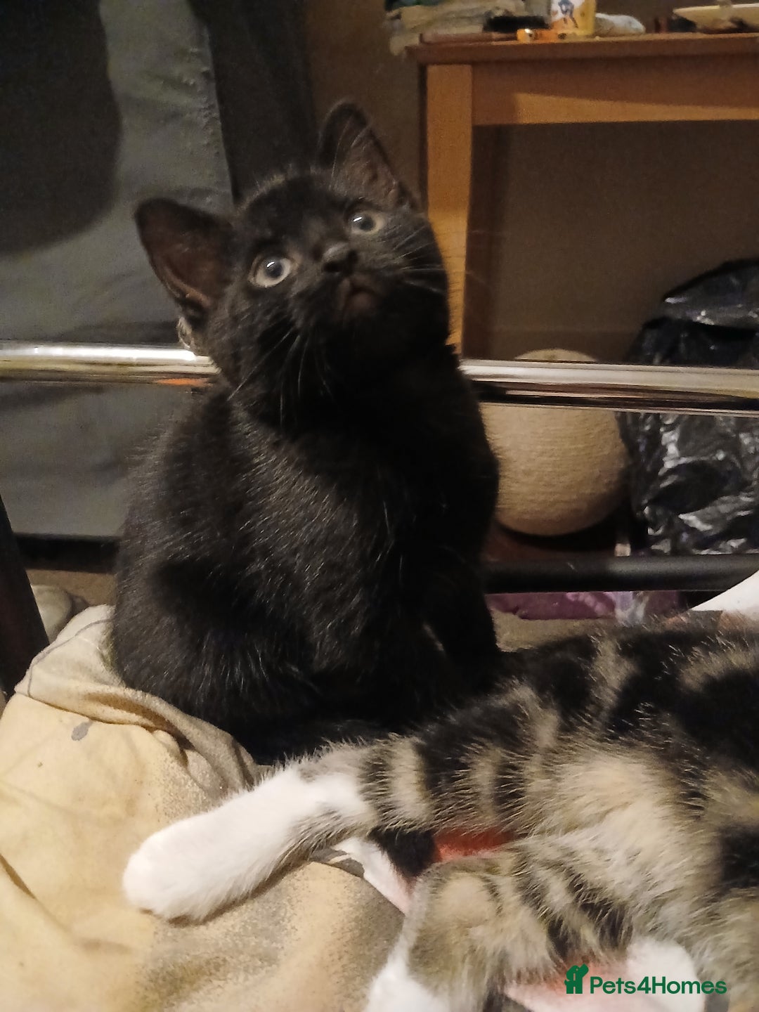 Mixed Breed cats for sale: Kittens for sale - Advert 5