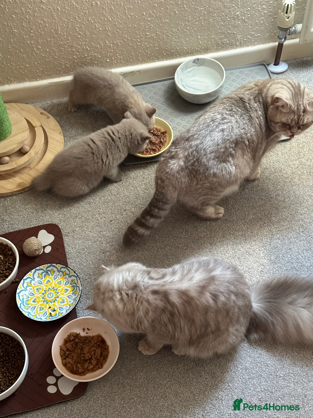British Shorthair cats for sale: Show quality kittens BSH - Advert 2